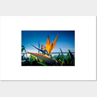 Bird of Paradise Flower 2 Posters and Art